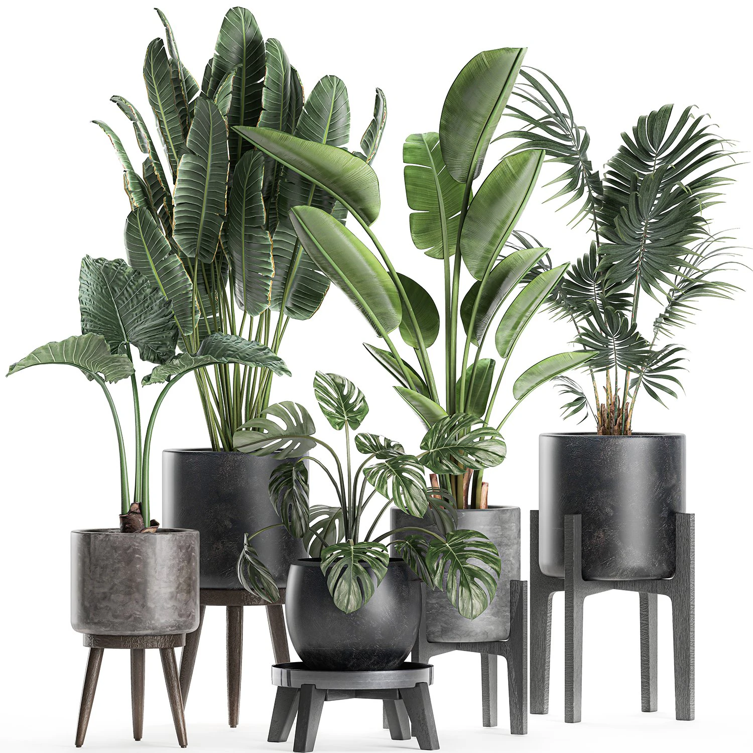 plants in a black pot for the interior 658 3D Model .c4d .max .obj .3ds .fbx .stl .blend 