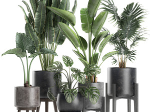 plants in a black pot for the interior 658 3D Model