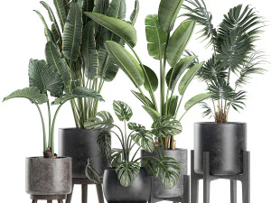 plantas em vaso preto para o interior 658 Modelo 3D