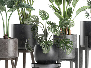 plants in a black pot for the interior 658 3D Model