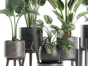 plants in a black pot for the interior 658 3D Model