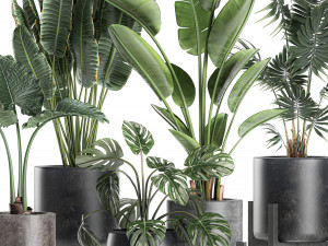 plants in a black pot for the interior 658 3D Model