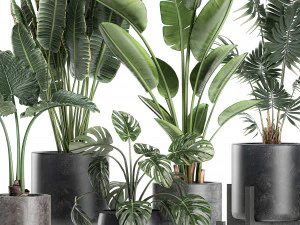 plants in a black pot for the interior 658 3D Model