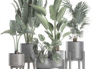plants in a black pot for the interior 658 3D Model