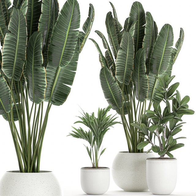 plants in a white pot for the interior 659 3D 모델 .c4d .max .obj .3ds .fbx .stl .blend 