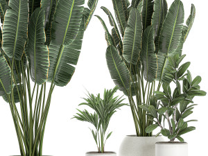 plants in a white pot for the interior 659 3D Model