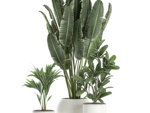 plants in a white pot for the interior 659 3D 모델