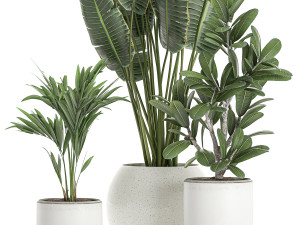 plants in a white pot for the interior 659 3D 모델