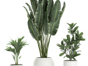 plants in a white pot for the interior 659 3D 모델
