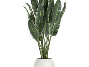 plants in a white pot for the interior 659 3D 모델