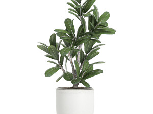 plants in a white pot for the interior 659 3D 모델