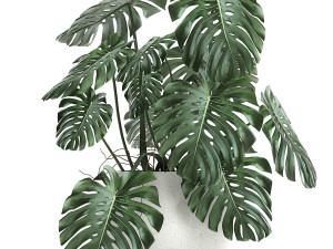 strelitzia in a white pot for the interior 661 3D-Modell