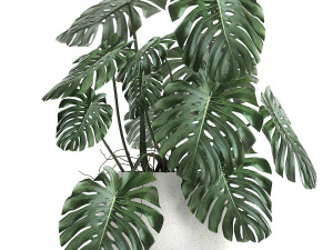 i&ccedil; mekan i&ccedil;in beyaz bir tencerede strelitzia 661 3D Model