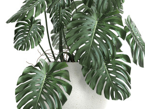 strelitzia in a white pot for the interior 661 3D मॉडल