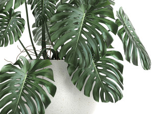 strelitzia in a white pot for the interior 661 3D मॉडल