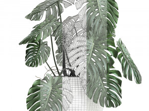 strelitzia in a white pot for the interior 661 3D मॉडल