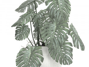 strelitzia in a white pot for the interior 661 3D मॉडल