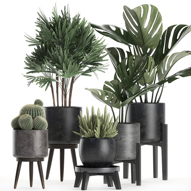 plants in a black pot for the interior 662 3D Model .c4d .max .obj .3ds .fbx .stl .blend 