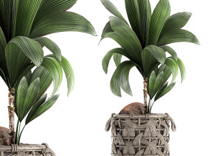 cocos nucifera for the interior in basket 663 3D Model