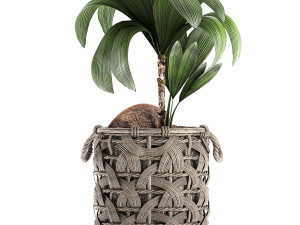 cocos nucifera for the interior in basket 663 3D Модель