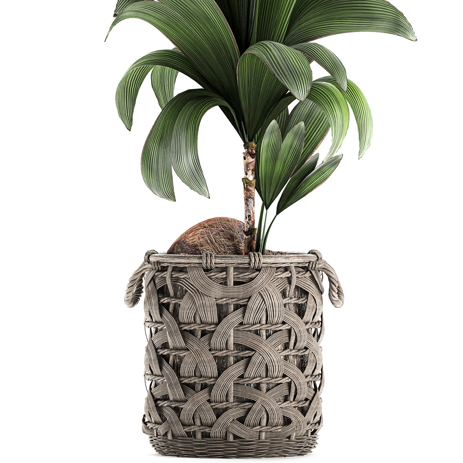 Cocos Nucifera For The Interior In Basket 663 3d Modell In Kleine Pflanzen 3dexport