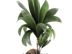 cocos nucifera for the interior in basket 663 3D Модель