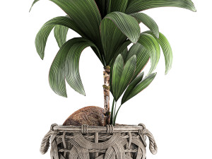 cocos nucifera for the interior in basket 663 3D Модель