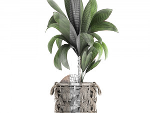 cocos nucifera for the interior in basket 663 3D Модель