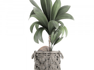 cocos nucifera for the interior in basket 663 3D Модель