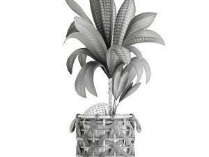 cocos nucifera for the interior in basket 663 3D Модель