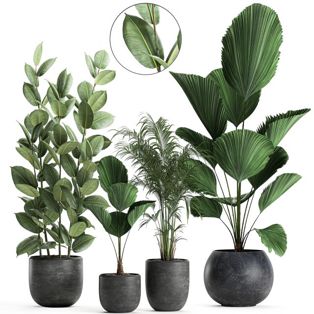 plants in a black pot for the interior 664 Modèle 3D .c4d .max .obj .3ds .fbx .stl .blend 