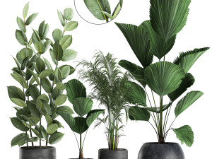 plants in a black pot for the interior 664 3D Model