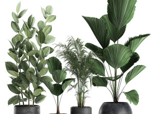 plants in a black pot for the interior 664 Modèle 3D