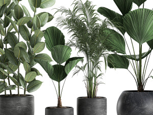 plants in a black pot for the interior 664 Modèle 3D