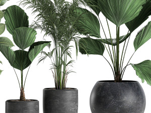 plants in a black pot for the interior 664 Modèle 3D
