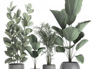 plants in a black pot for the interior 664 Modèle 3D