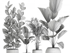 plants in a black pot for the interior 664 Modèle 3D