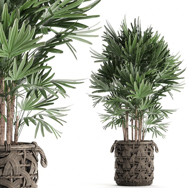 palm tree rhapis for the interior in basket 665 Model 3D .c4d .max .obj .3ds .fbx .stl .blend