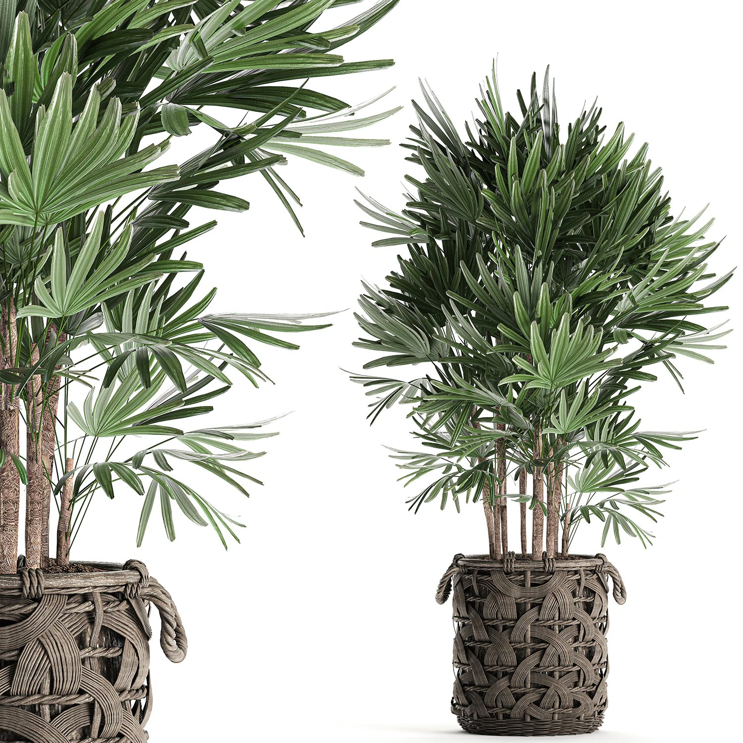 palm tree rhapis for the interior in basket 665 3D Model .c4d .max .obj .3ds .fbx .stl .blend 