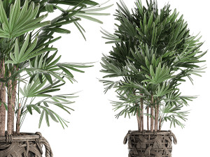 palm tree rhapis for the interior in basket 665 3D 模型