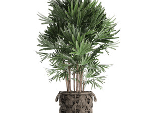 palm tree rhapis for the interior in basket 665 Model 3D