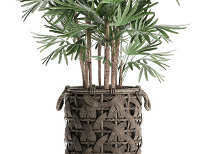 palm tree rhapis for the interior in basket 665 Model 3D