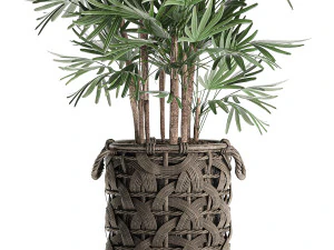 palm tree rhapis for the interior in basket 665 3D Model