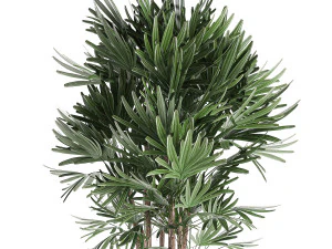 palm tree rhapis for the interior in basket 665 3D Model