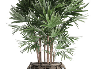 palm tree rhapis for the interior in basket 665 Model 3D