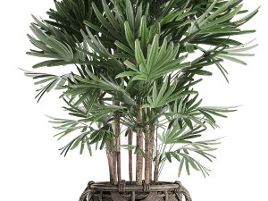 palm tree rhapis for the interior in basket 665 3D Model