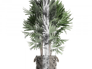 palm tree rhapis for the interior in basket 665 Model 3D
