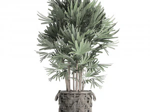 palm tree rhapis for the interior in basket 665 3D Model