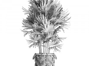 palm tree rhapis for the interior in basket 665 Model 3D