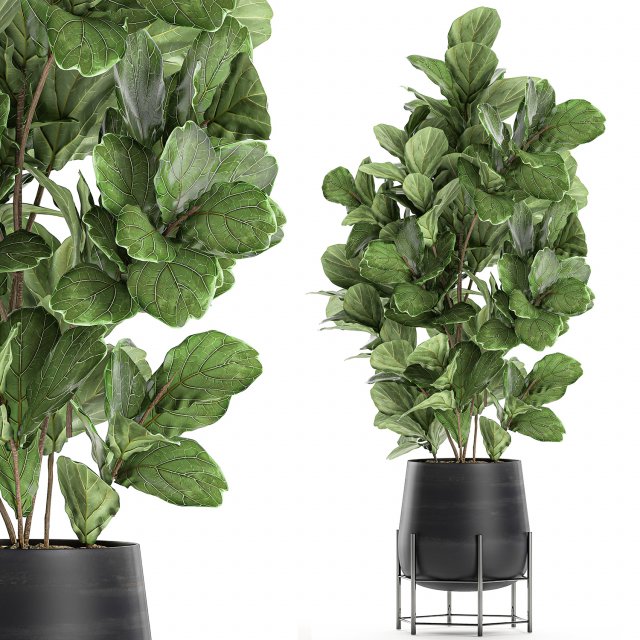 ficus tree in a black flowerpots 667 3Dモデル .c4d .max .obj .3ds .fbx .stl .blend 